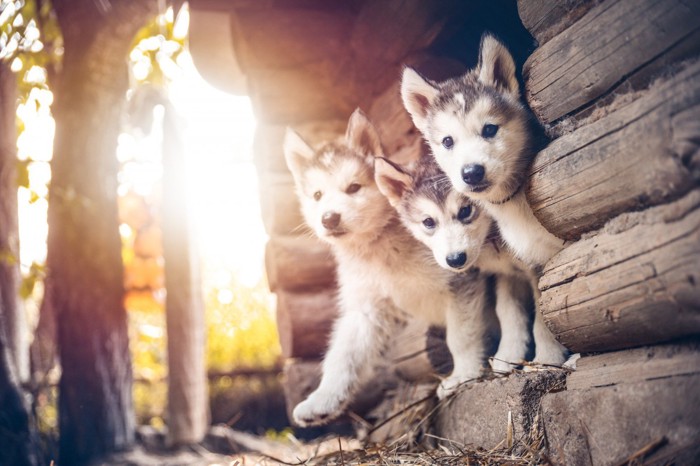 遊ぶ子犬たち