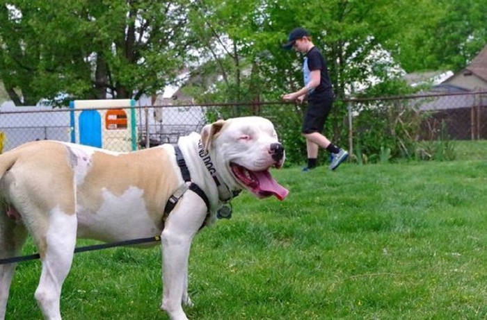 芝生で遊ぶ白い犬