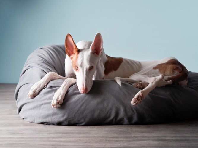 クッションの上でくつろぐスパニッシュ・グレーハウンド