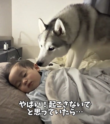 赤ちゃんの顔をのぞきこむ犬