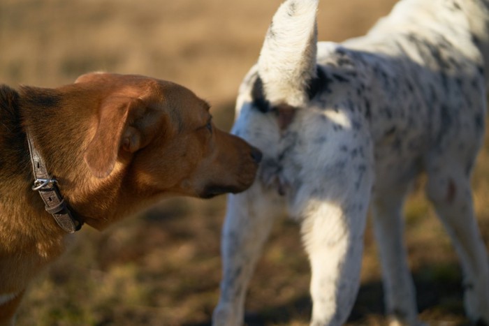 他の犬のお尻を嗅ぐ犬