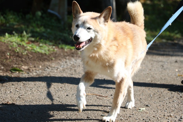 散歩する老犬