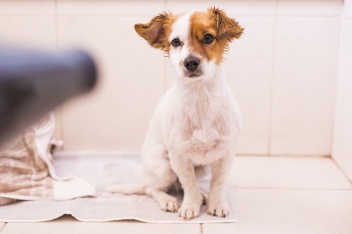 ドライヤーにおびえてそうな犬