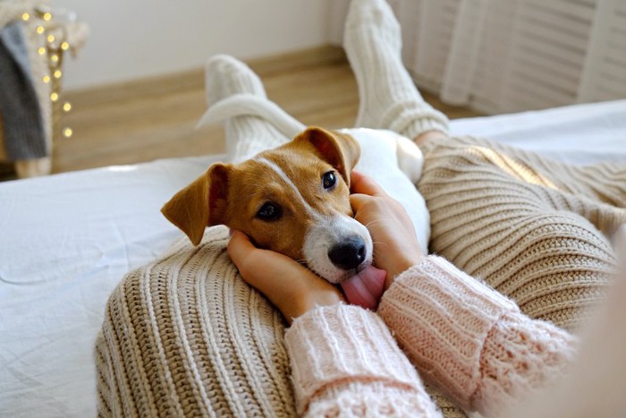 飼い主さんの足の上に頭を乗せて撫でられている犬