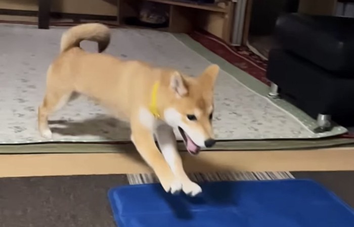 走る犬