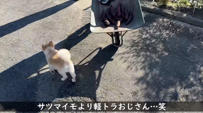 サツマイモよりおじさん