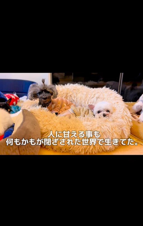 おこげちゃんが幸せを掴むまで5
