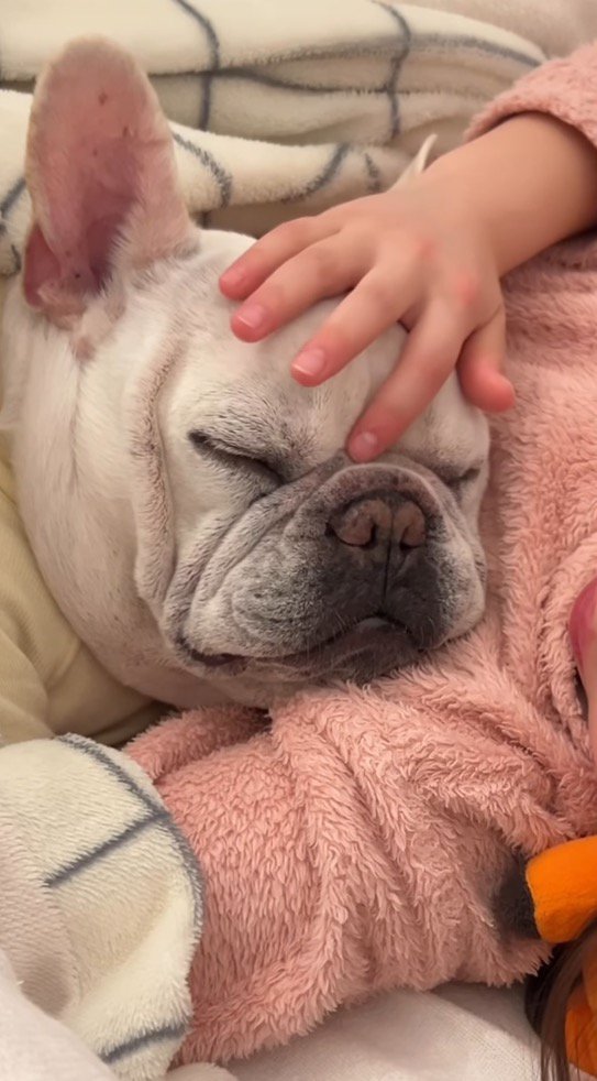 目を閉じた犬の額を撫でる女の子