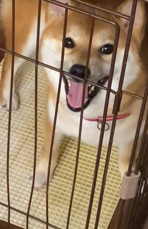 イライラする柴犬