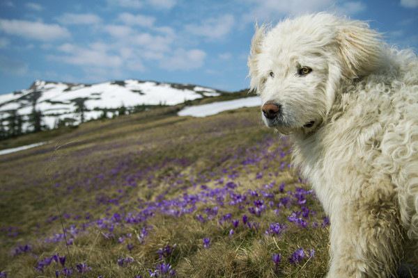 紫の花が咲く山の傾斜にいるコモンドール