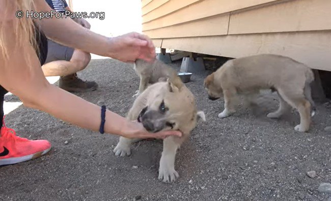 甘える子犬