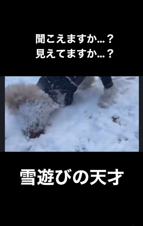 雪まみれのアロちゃん5