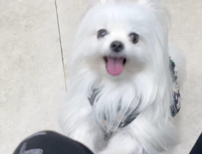 膝に乗ろうとピョンピョン