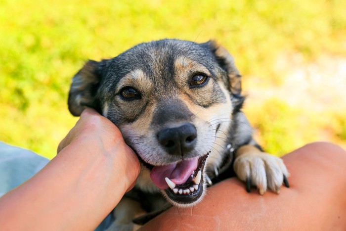 額を合わせる犬と女性