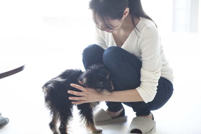 飼い主に甘える犬