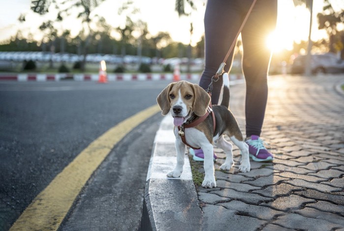 子犬のお散歩