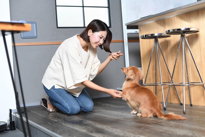 飼い主の女性としつけをされるダックス