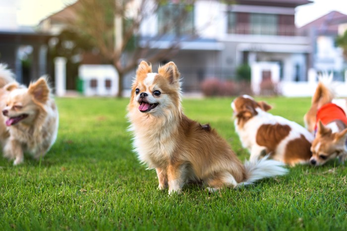 芝生の上で他の犬たちと仲良く過ごすロングコートチワワ
