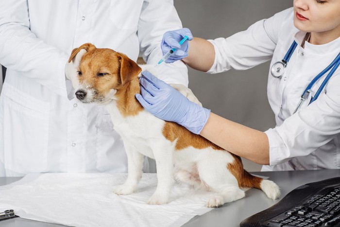 病院で予防接種を受ける犬