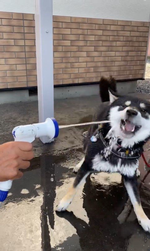 水を食べて遊ぶつくも君5