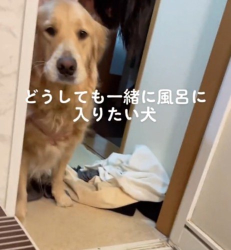 脱衣所から入浴中の飼い主を見つめる犬