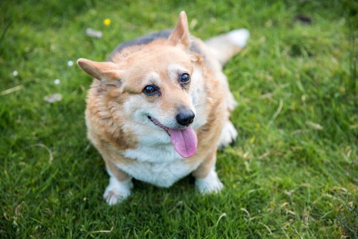 肥満で息切れしている犬