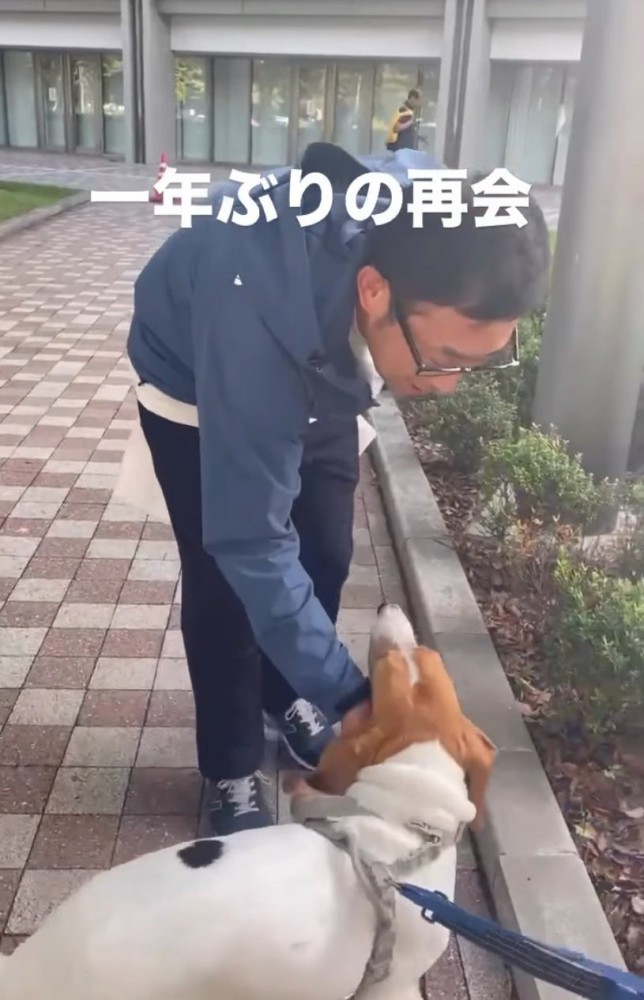 男性を見つめる犬