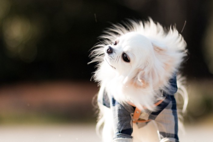 左右に体を揺らす犬