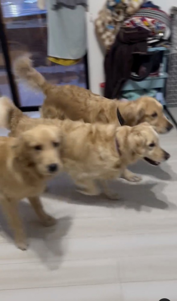 立ち上がる3匹