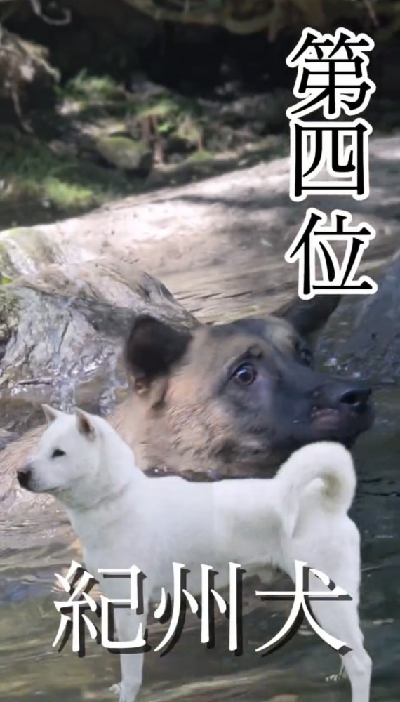 川の中を泳ぐ犬