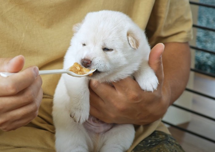 ご飯を貰う白い子犬