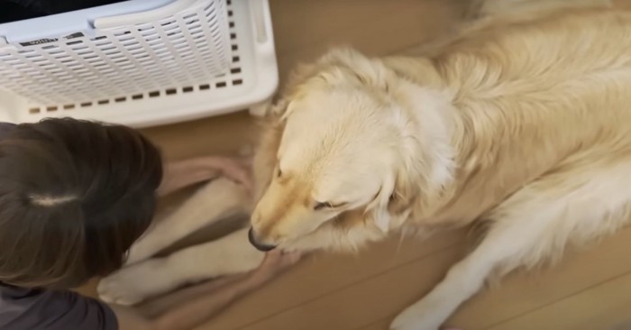 踏ん張って抵抗する犬