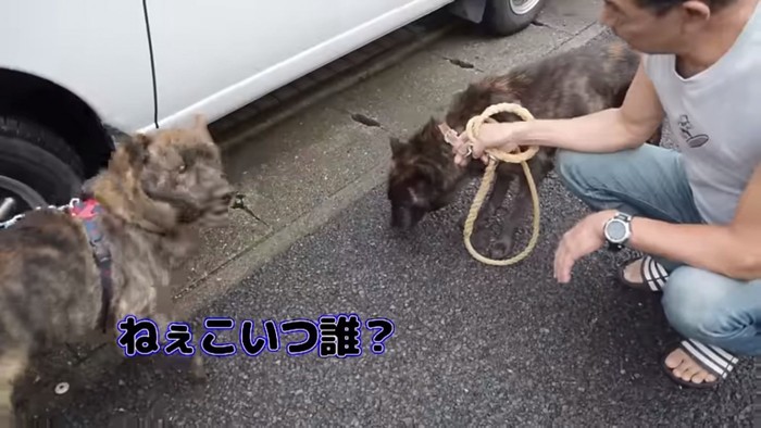 警戒心の強いハルヱちゃん