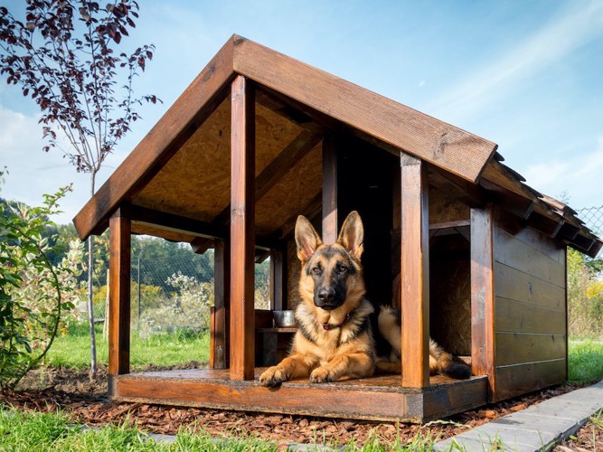 屋外の犬小屋でくつろぐシェパード