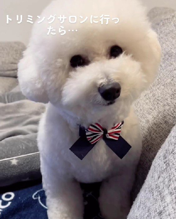 フワフワの毛が自慢！