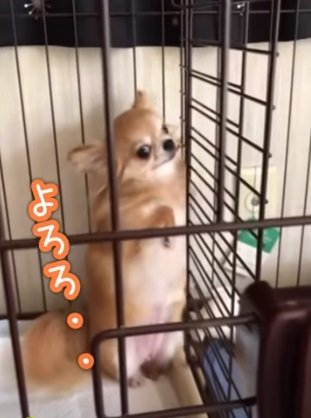 よろめくぺこちゃん