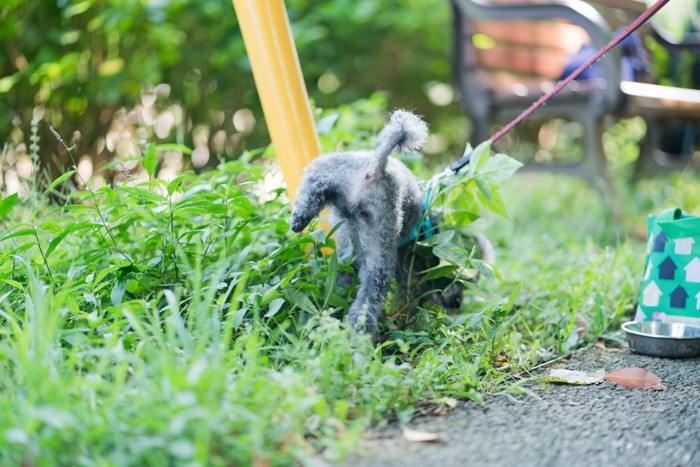 マーキングをする犬の後ろ姿