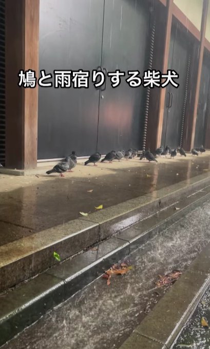 雨宿り