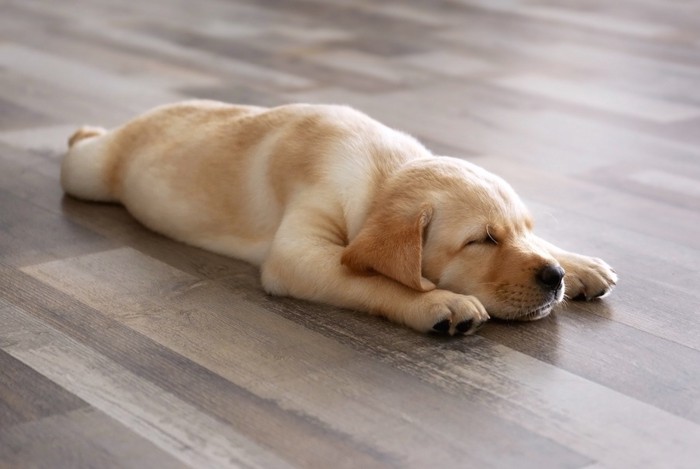 フローリングの上で寝るレトリバーの子犬