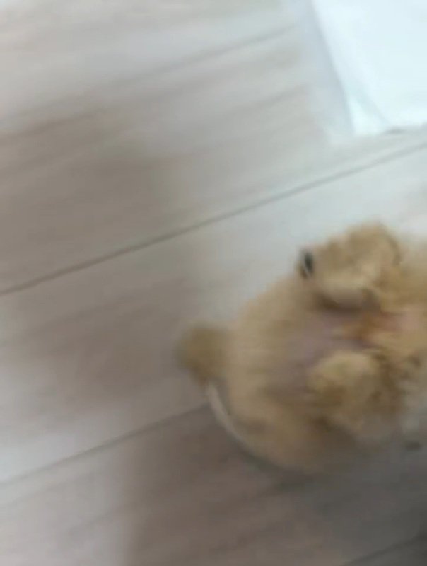 回り終わるきびちゃん