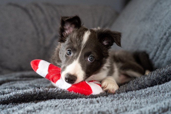 おもちゃを咥えたボーダーコリーの子犬