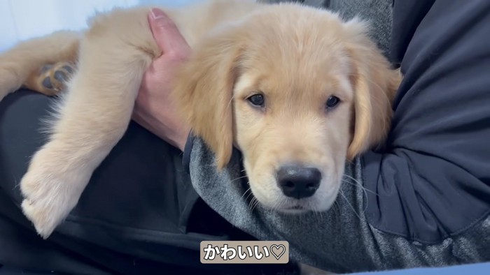 子犬のころから甘えん坊