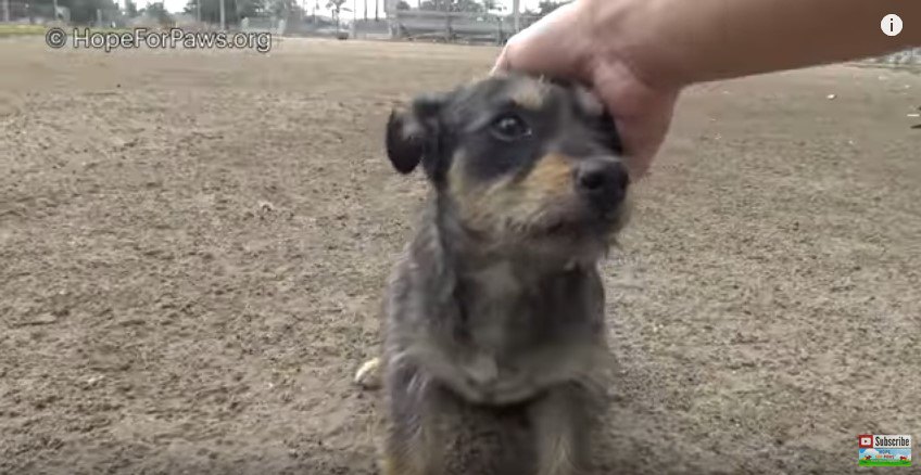 犬の頭をなでる