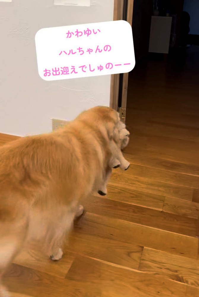 ぬいぐるみを咥えて玄関へ向かう犬