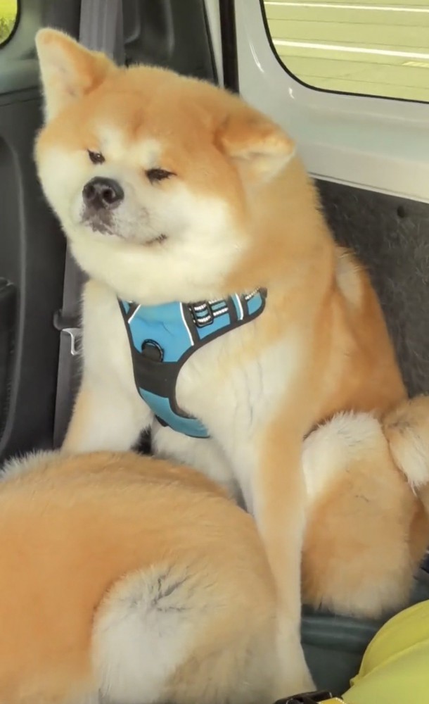 目を細める犬