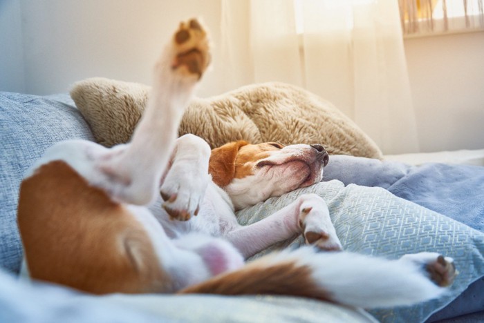 足を投げ出し仰向けで眠る犬