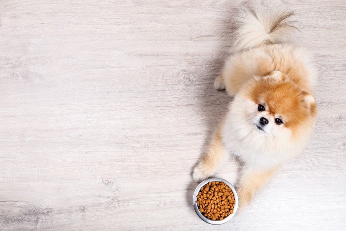 ご飯を伏せて待つ犬