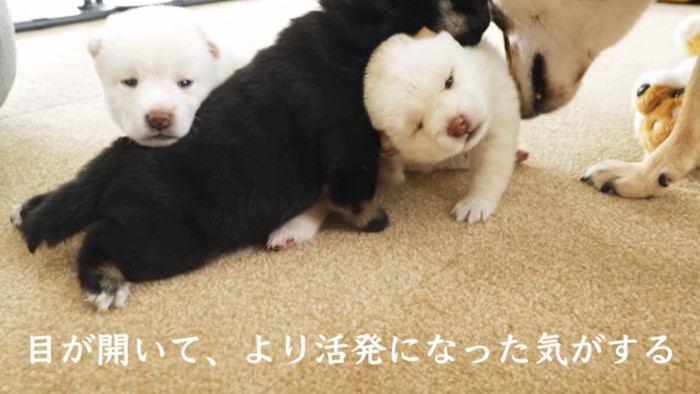 活発な子犬たち