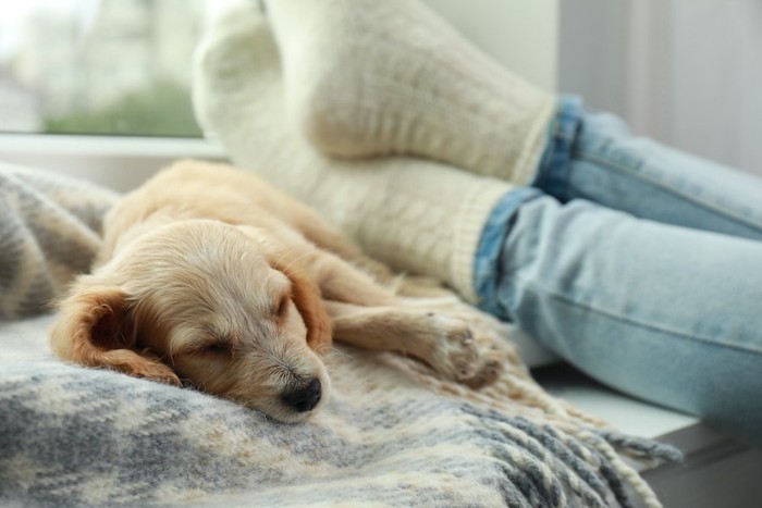 休んでいる飼い主の足元で眠る犬