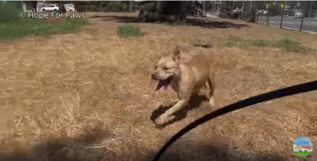 人の足元をすり抜けようとする犬